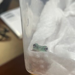 イエアメガエル　の画像