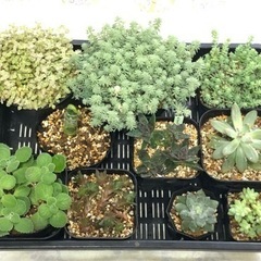 【8／6締切】多肉植物お譲りします(A4箱いっぱい)11種類⭐️の画像