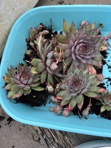 多肉植物センペルビウム (ysk) 八戸のその他の中古あげます・譲ります