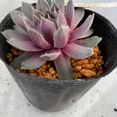 多肉植物センペルビウムの画像