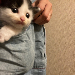 ありがとうございました無事に新しいお家に行きました