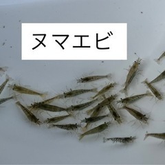 【ゆうメダカ】ヌマエビ1匹30円