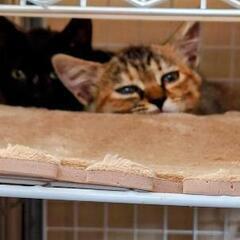 生後３か月の仔猫姉妹の里親になって下さる方を募集します