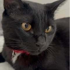 首の下とお腹が白い毛の黒猫メス2歳