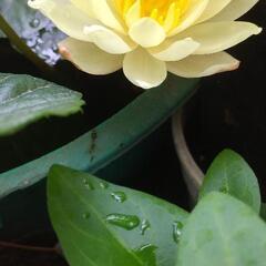 姫花ハス　黄色かピンク花　１株　植物　の画像