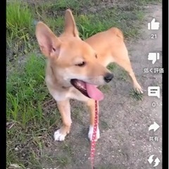 岡山市保健所☆穏やかな女の子！お願いします！ - 犬