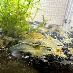 ミナミヌマエビの画像