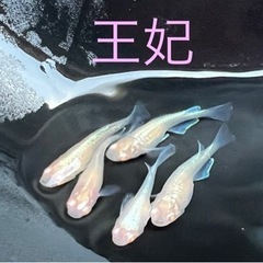【ゆうメダカ】王妃（おうひ）1匹300円