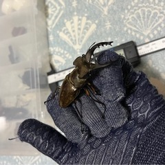 最終値下げ‼️天然　ミヤマクワガタ　オス　71.7ミリ‼️の画像