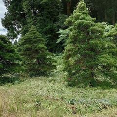 庭木　オッコ　(イチイ　アララギ)の画像