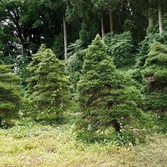 庭木　オッコ　(イチイ　アララギ)の画像