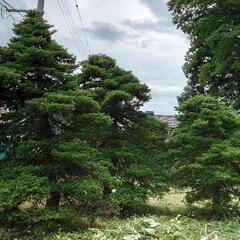 庭木　オッコ　(イチイ　アララギ)の画像