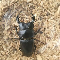 タイワンオオクワガタ♂77