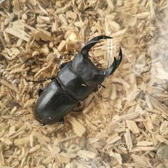 国産オオクワガタ♂68