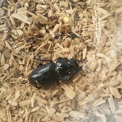 国産オオクワガタ♀46