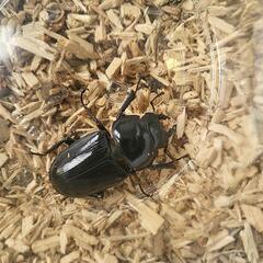 タイワンオオクワガタ♀46