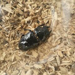 国産オオクワガタ♀50