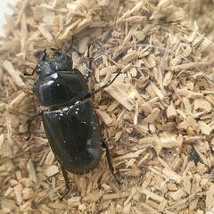 国産オオクワガタ♀50㎜
