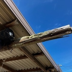 約12m丸太の画像