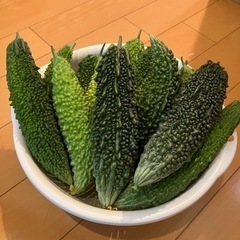 ゴーヤ差し上げます