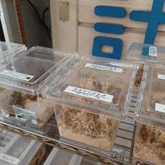 7/16(日)＊クワガタ＊直売中＊ロードプラザ倉敷＊船穂町＊玉島＊倉敷＊岡山の画像