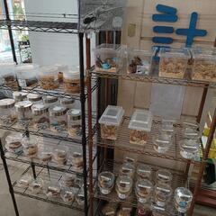 7/16(日)＊クワガタ＊直売中＊ロードプラザ倉敷＊船穂町＊玉島＊倉敷＊岡山の画像