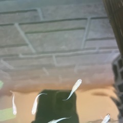 青メダカ、ミナミヌマエビ、多めの大磯砂の画像