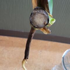 モンステラ　1枚の画像