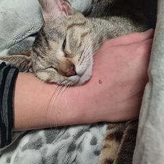 リラちゃん - 猫