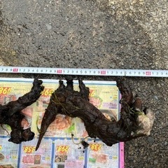 モス付き流木2個　水槽用
