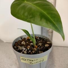 アロカシア　グリーンベルベット　①　観葉植物