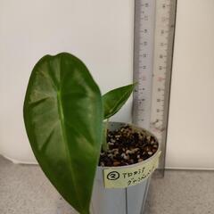 アロカシア　グリーンベルベット　②　観葉植物