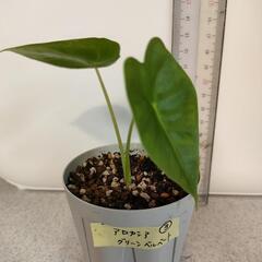 アロカシア　グリーンベルベット　③　観葉植物