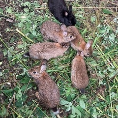 ミニウサギ（茶）もらってください🙇‍♂️