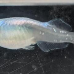 紫陽花（あじさい）【メダカ】約3cmの画像