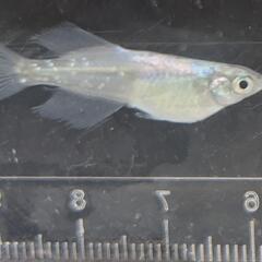 紫陽花（あじさい）【メダカ】約3cmの画像