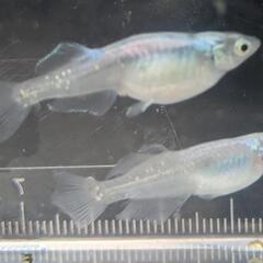 紫陽花（あじさい）【メダカ】約3cmの画像