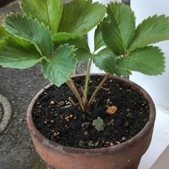 鉢付きいちご苗の画像