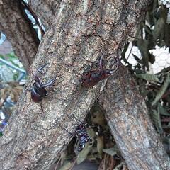 クワガタカブトムシ  成虫　幼虫 - 横浜市