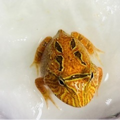 ツノガエルの中古が安い！激安で譲ります・無料であげます(4