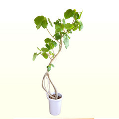 フィカス・ウンベラータ　観葉植物