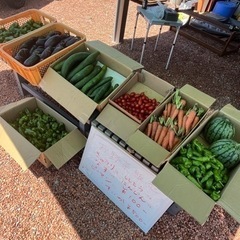 夏のお野菜収穫しました。