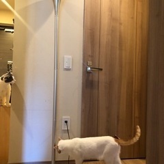 スタンドライト