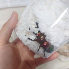 🌟ニジイロクワガタ成虫ペア🌟