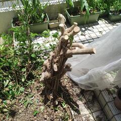 家の庭にある木の根を抜きたい