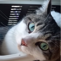 至急可愛い成猫　ミルちゃんの里親募集します。
