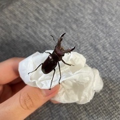 超極小メタリフェルホソアカクワガタ ♂1♀2