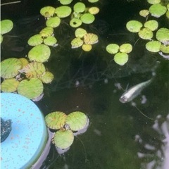 メダカに合う！水草ドワーフフロッグビット