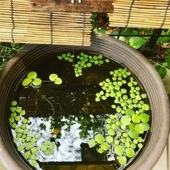 メダカに合う！水草ドワーフフロッグビットの画像
