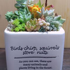 ★多肉植物寄せ植え 107★